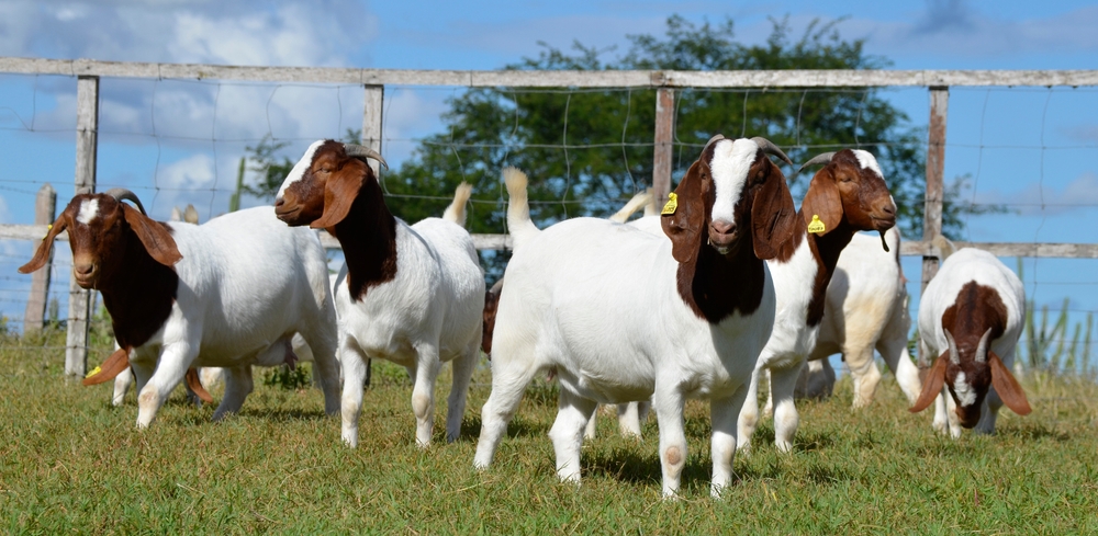Female Boer Goats in a field.