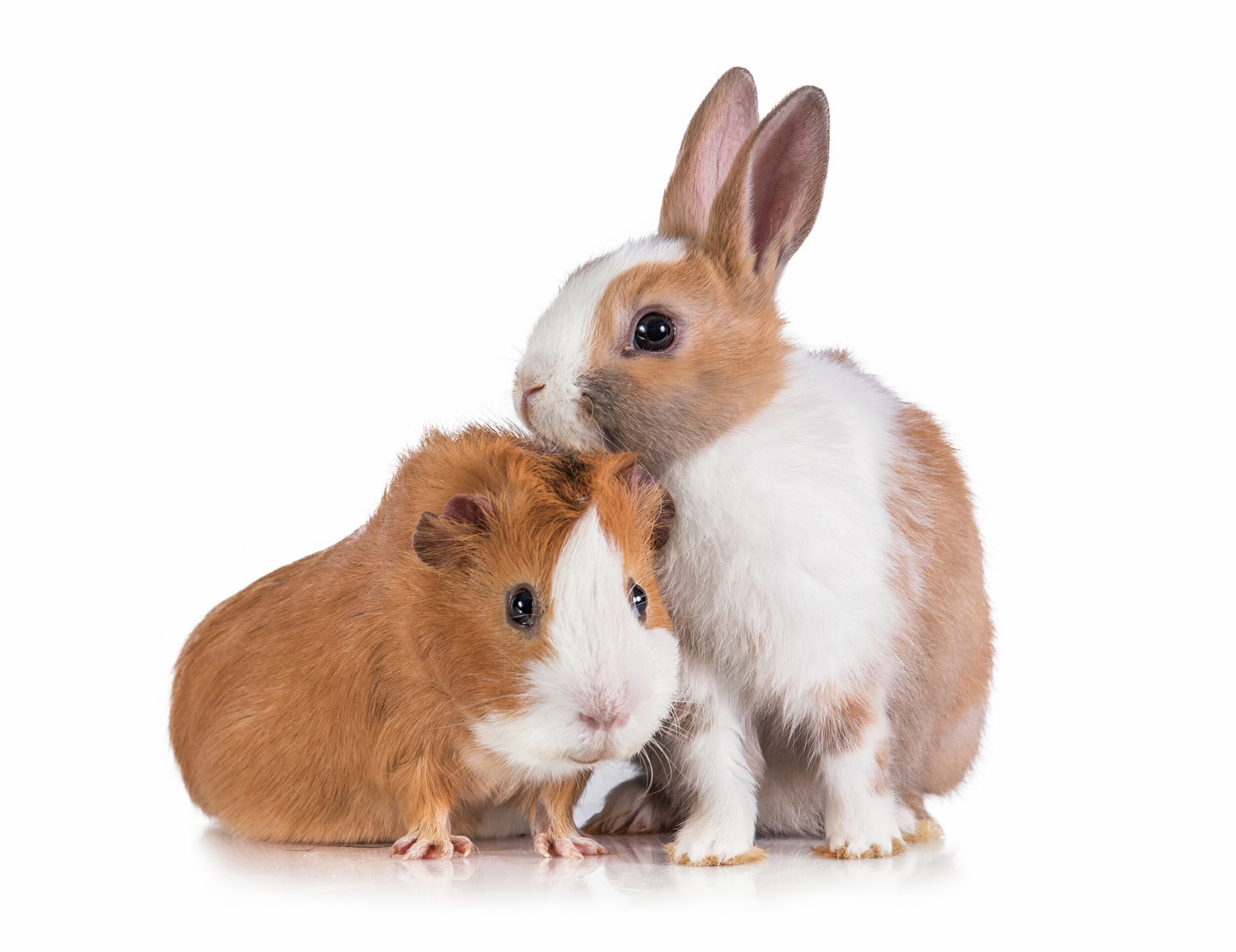 Rabbit and Guinea Pig